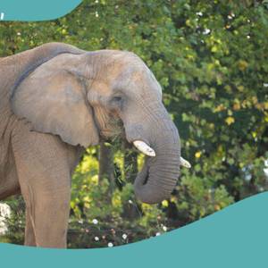 Comment cohabiter avec le vivant ? Beauval Nature fête sa rentrée : inscrivez-vous pour la soirée du 18 septembre !  