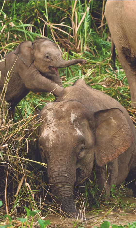 Éléphants d'Asie - Programme de conservation Indonésie - Nos actions - Association Beauval Nature - ZooParc de Beauval