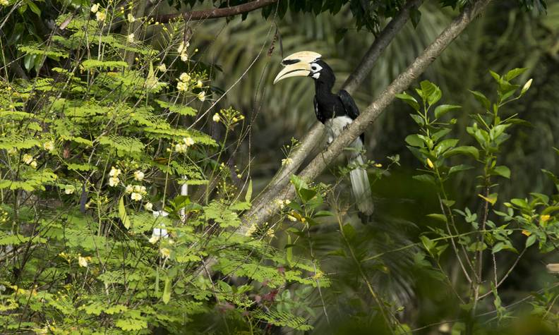 Calao Charbonnier - Favoriser l’habitat et la reproduction des calaos - Programme Malaisie - Association Beauval Nature