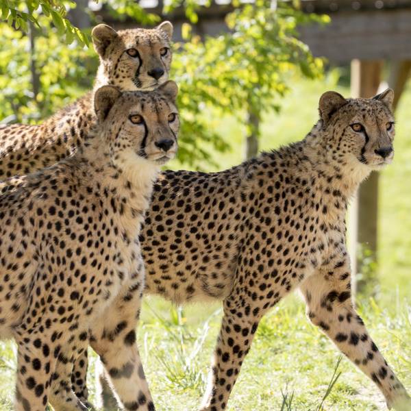 Parrainer le groupe de guépards au ZooParc de Beauval - Sauver et réintroduire les guépards en sensibilisant à leur conservation - Programme Namibie - Association Beauval Nature