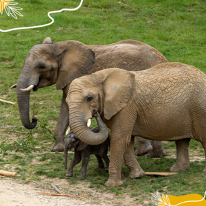 Journée mondiale des éléphants : protégeons ces géants de la biodiversité !
