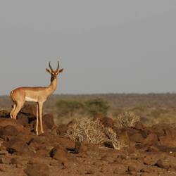 Préserver la faune et la flore des aires protégées d’Assamo et de Djalelo - Programme Djibouti - Association Beauval Nature