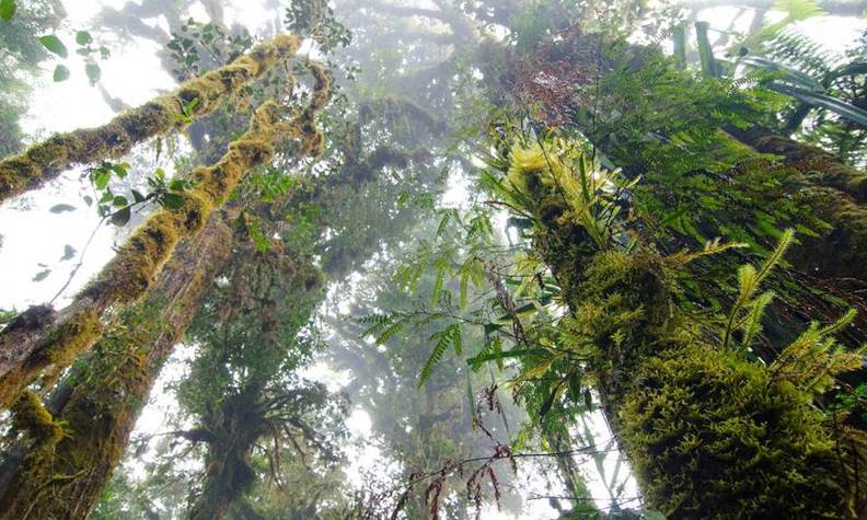 Habitat des kangourous arboricoles - Protéger l’habitat des dendrolagues - Programme Papouasie-Nouvelle-Guinée - Association Beauval Nature