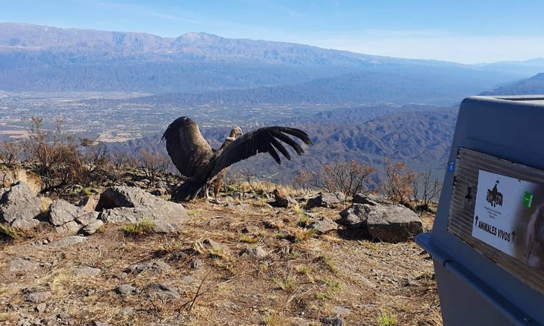 Relâché d'un condor - Protéger et relâcher le condor des Andes sacré - Programme Argentine - Association Beauval Nature