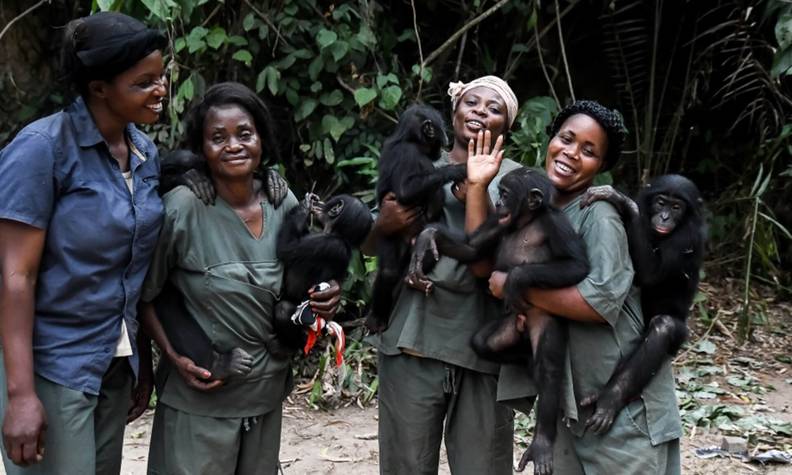 Recueillir les jeunes bonobos - Sauver les derniers bonobos - Programme Congo - Association Beauval Nature