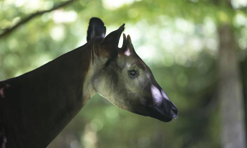 Profil okapi - Protéger le fragile okapi - Programme Congo - Association Beauval Nature