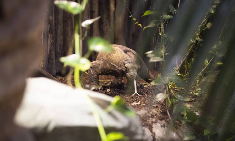 Varan de Komodo tirant sa langue bifide - Recenser les dragons de Komodo pour mieux les protéger - Programme Indonésie - Association Beauval Nature