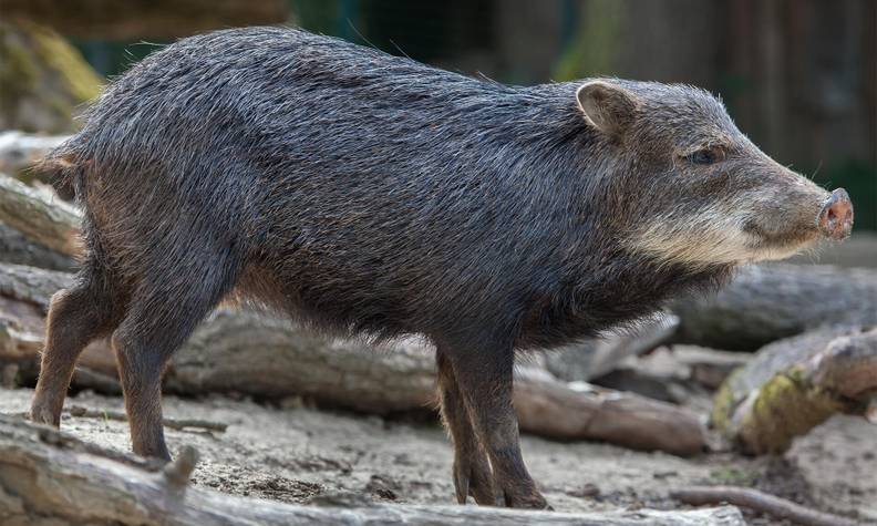 Pécari à lèvres blanches - Conserver la diversité génétique avec le cryobanking - Programme Guyane - Association Beauval Nature