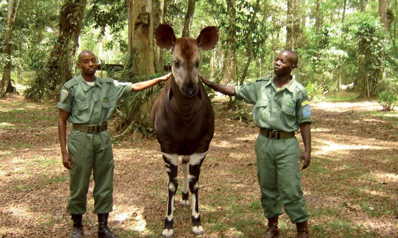 Éco-gardes - Protéger le fragile okapi - Programme Congo - Association Beauval Nature