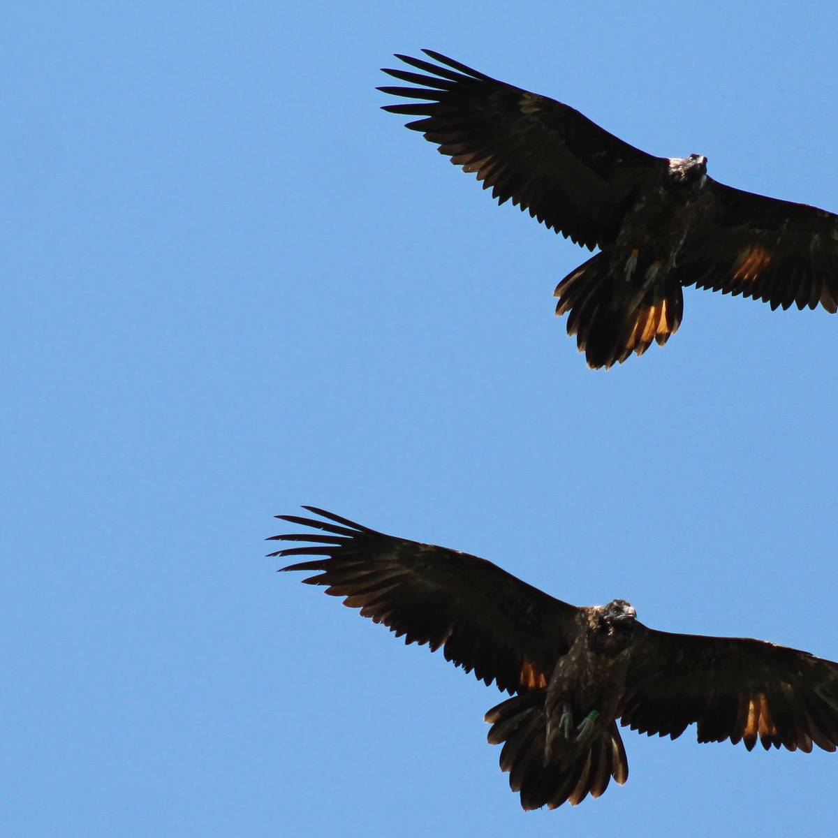 Jeunes gypaètes en vol - Reproduire, réintroduire et accompagner les gypaètes barbus pour leur préservation - Programme France - Association Beauval Nature