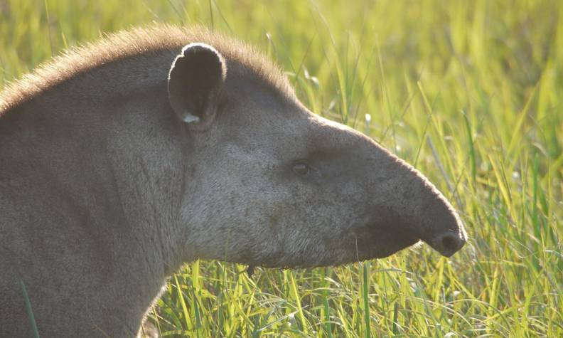 Tapir terrestre avec reflet du soleil - Surveiller le tapir terrestre et évaluer sa santé - Programme Brésil - Association Beauval Nature