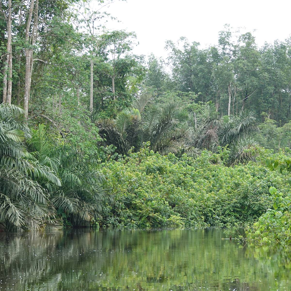 Help Congo, un programme de conservation piloté par Beauval Nature - Programme Congo - Association Beauval Nature