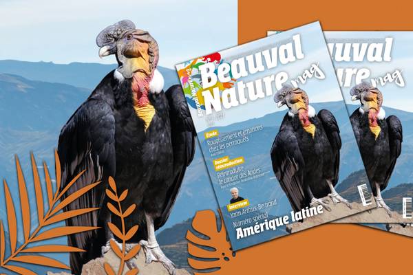 Magazine Beauval Nature numéro 3 - Conservation - Association Beauval Nature - ZooParc de Beauval