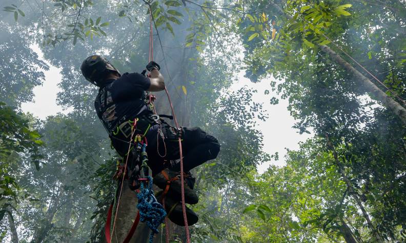 Moyen humain important pour la sauvegarde des calaos - Favoriser l’habitat et la reproduction des calaos - Programme Malaisie - Association Beauval Nature