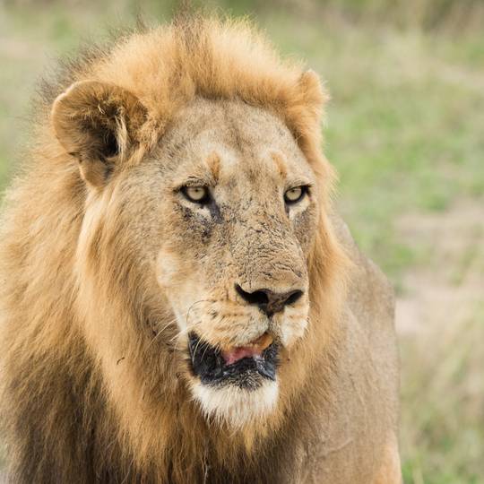 Portrait lion d'Afrique de l'Ouest - Protéger les lions du Parc National du Niokolo-Koba - Programme Sénégal - Association Beauval Nature