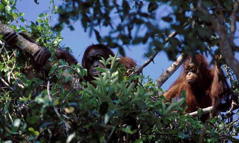 Orang-outan et son petit dans la forêt - Sauver les orangs-outans et les éléphants de Bornéo - Programme Malaisie - Association Beauval Nature