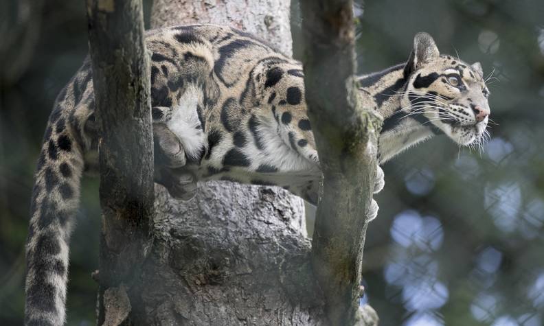 Panthère nébuleuse suspendue à un arbre - Favoriser le bien-être et les efforts de conservation des panthères nébuleuses - Programme France - Association Beauval Nature