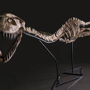 « Nessie » débarque à Beauval : un géant des mers à découvrir !