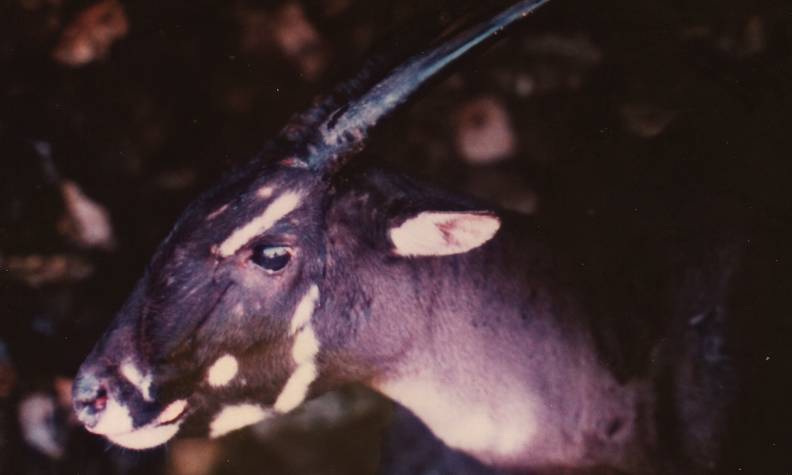 Sensibilisation et éducation auprès de la population - Rechercher, surveiller et aider à sauver le saola - Programme Laos et Vietnam - Association Beauval Nature