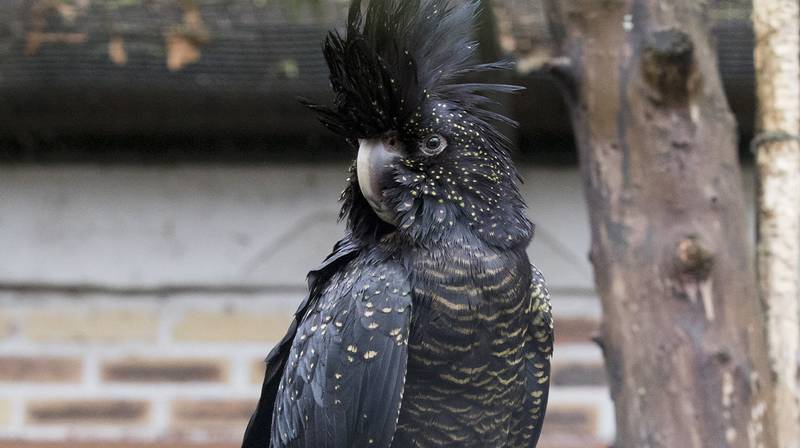 Beauval World Parrot Day 2026