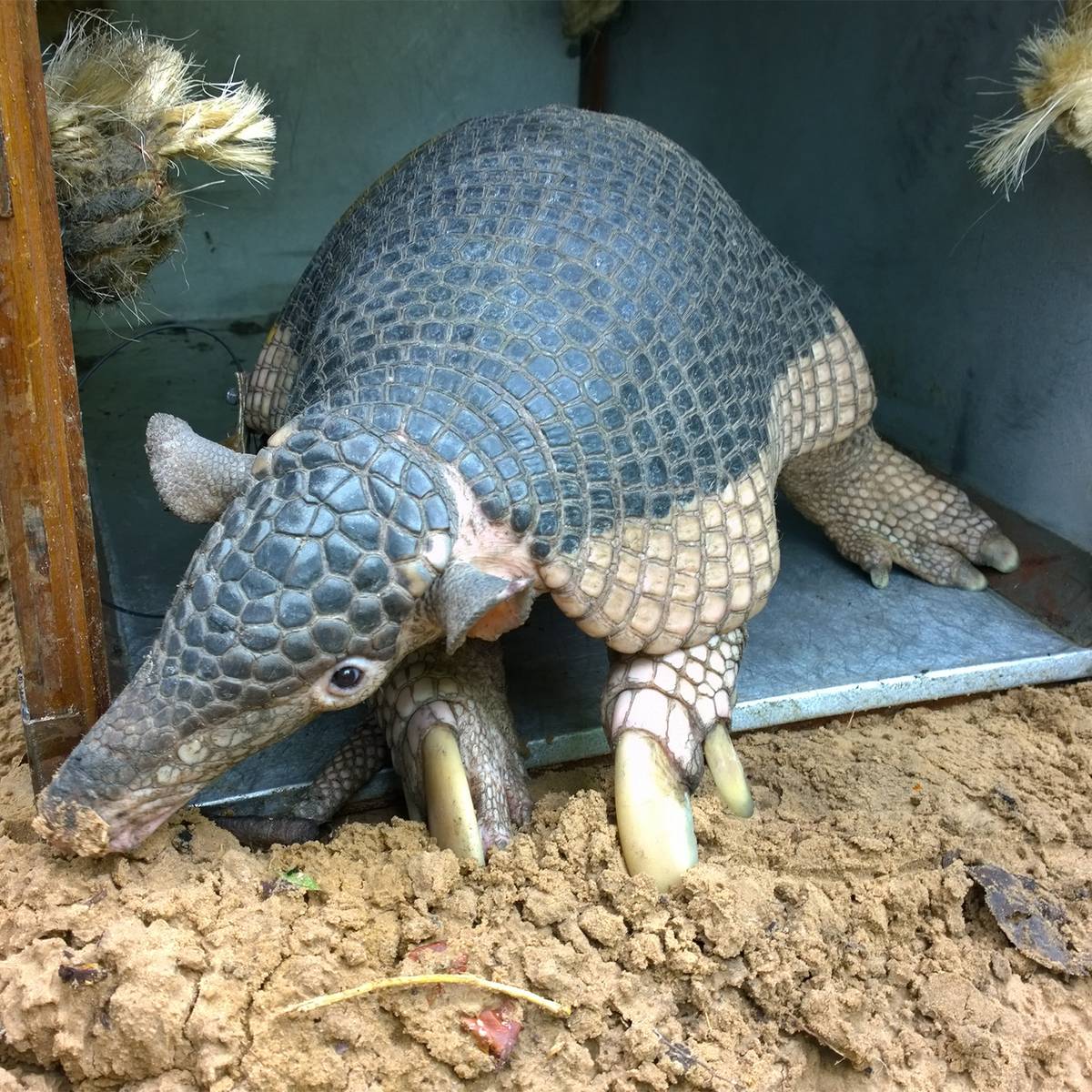 Relâché d'un tatou géant - Étudier la biologie, l’écologie et la santé des tatous géants - Programme Brésil - Association Beauval Nature