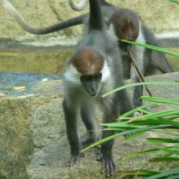 Colobes, cercopithèque, cercocèbes - Ancien programme Côte d'Ivoire - Association Beauval Nature