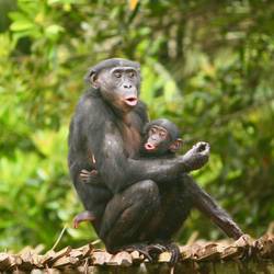 Sauver les derniers bonobos - Programme Congo - Association Beauval Nature