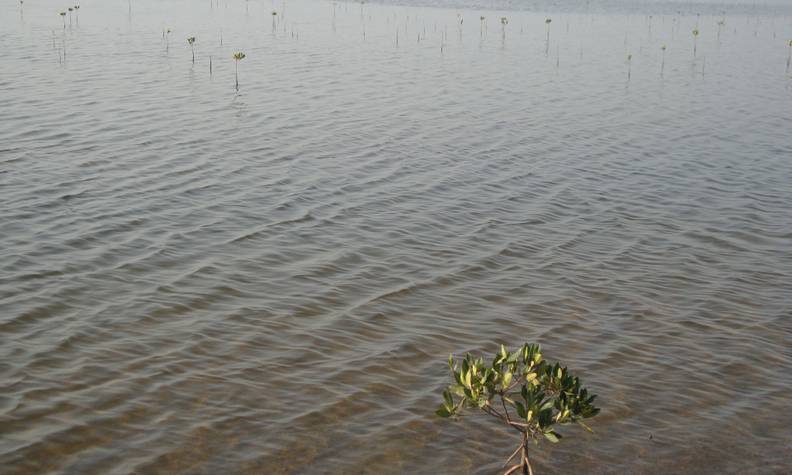 Plant de palétuvier - Restaurer la mangrove - Programme Sénégal - Association Beauval Nature