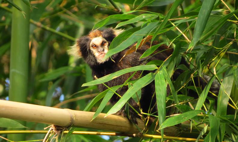Ouistiti oreillard dans les bambous - Recenser, suivre et protéger les ouistitis de montagne - Programme Brésil - Association Beauval Nature