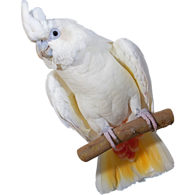 Recueillir et réintroduire le cacatoès des Philippines Beauval Nature