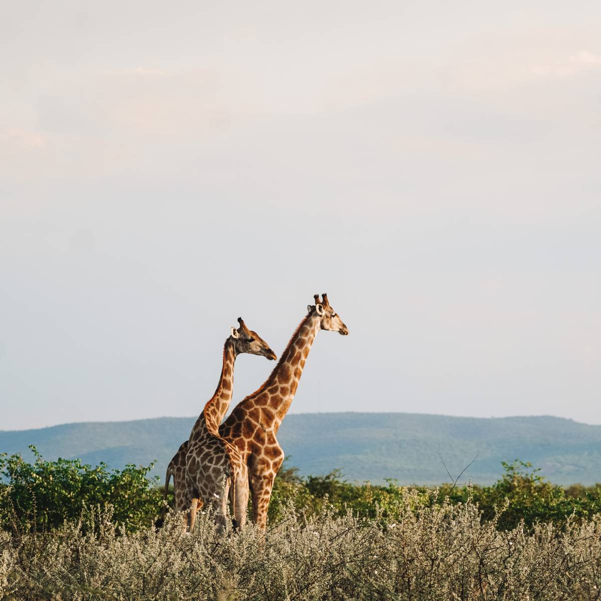 Couple de girafes - Suivre et transloquer des girafes - Programme Namibie - Association Beauval Nature