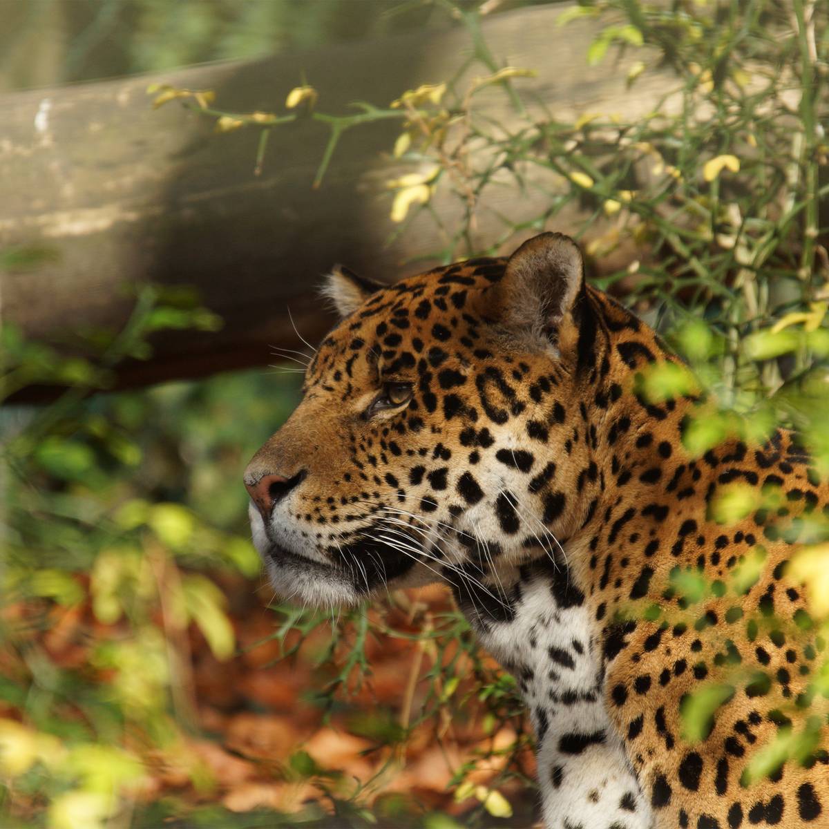 Recenser les jaguars et sensibiliser pour les préserver - Programme Brésil - Association Beauval Nature