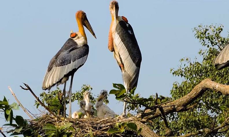 Nid de marabout avec poussins - Créer des nids pour le marabout argala et faciliter sa reproduction - Programme Inde - Association Beauval Nature