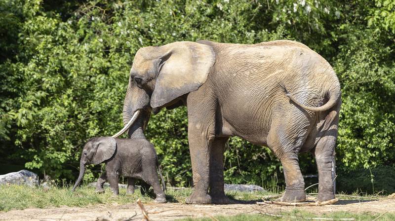 World Elephant Day – Himba and N'Dala