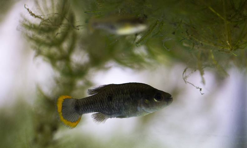Poisson téquila dans son milieu naturel - Réintroduire les poissons téquila et autres Goodéidés dans leur environnement naturel - Programme Mexique - Association Beauval Nature