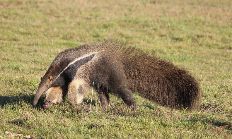 Fourmilier sur l'herbe - Réintroduire, suivre et protéger le fourmilier géant - Programme Brésil - Association Beauval Nature