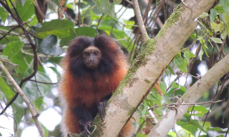 Tamarin lion à face noire - Protéger 4 espèces de tamarins lions et restaurer leur habitat - Programme Brésil - Association Beauval Nature