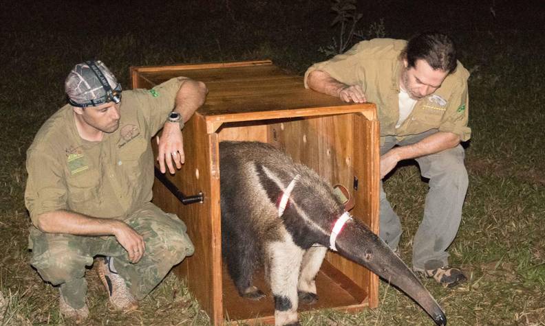 Relâché d'un fourmilier géant - Réintroduire, suivre et protéger le fourmilier géant - Programme Brésil - Association Beauval Nature