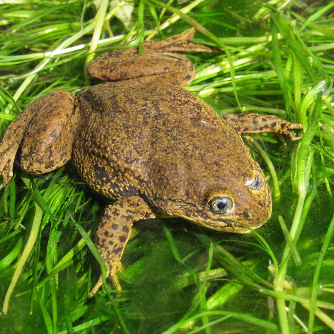 Grenouille Loa sur des herbes aquatiques