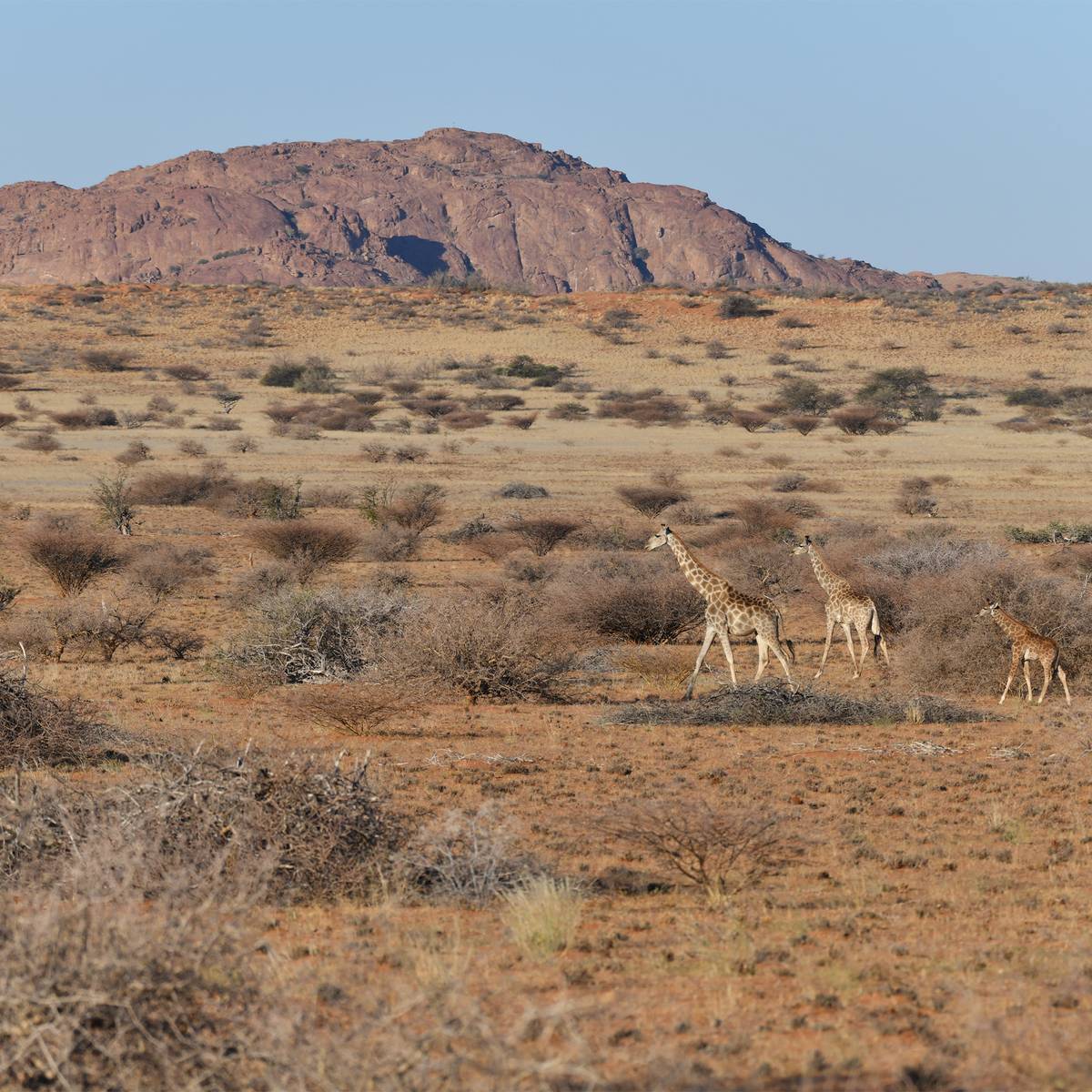 Suivre et transloquer des girafes - Programme Namibie - Association Beauval Nature