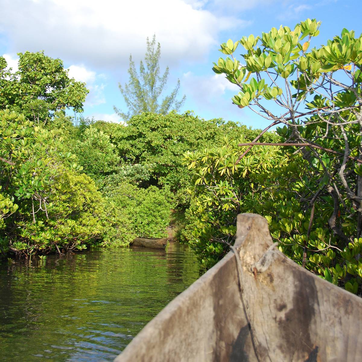 Conserver la diversité génétique avec le cryobanking - Programme Guyane - Association Beauval Nature