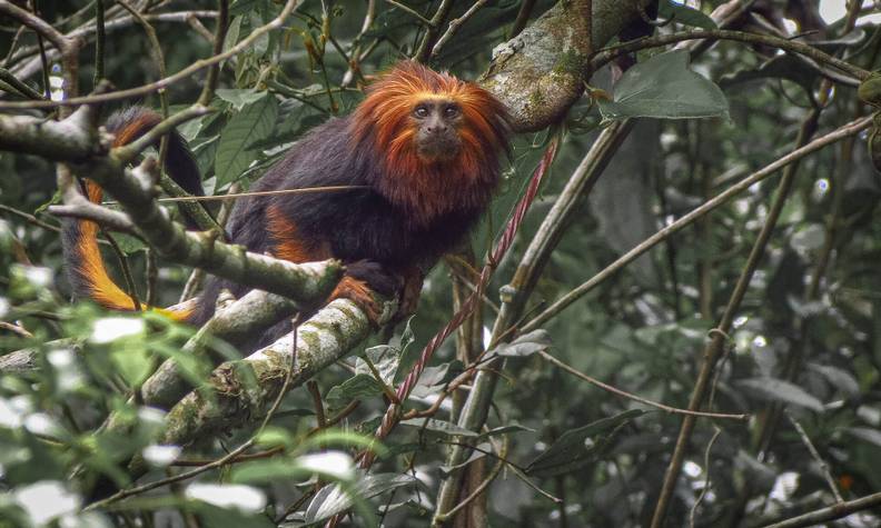 Tamarin lion à tête dorée - Protéger 4 espèces de tamarins lions et restaurer leur habitat - Programme Brésil - Association Beauval Nature