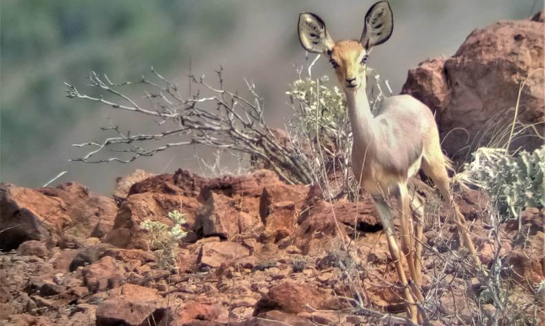 Antilope beira dans l'aire protégée - Préserver la faune et la flore des aires protégées d’Assamo et de Djalelo - Programme Djibouti - Association Beauval Nature