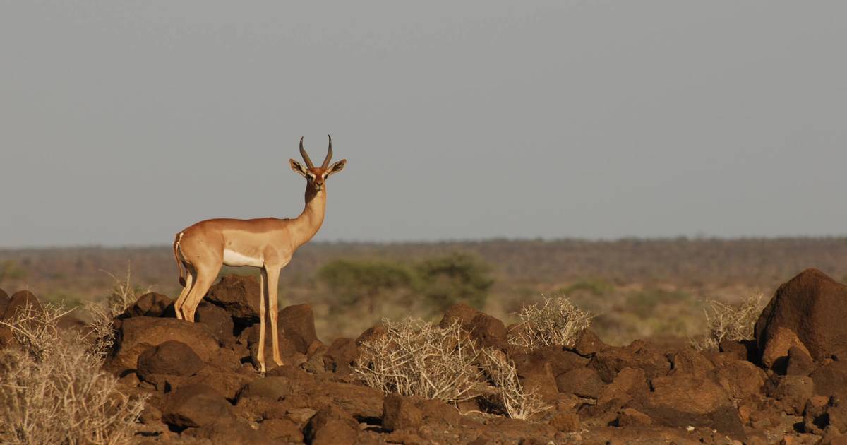Préserver la faune et la flore à Djibouti - Beauval Nature