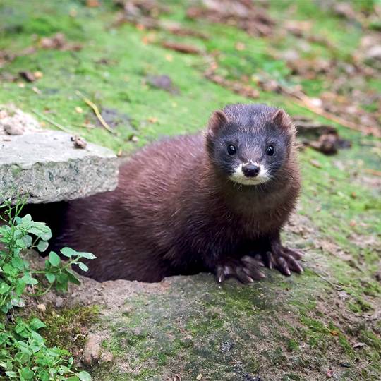 Le vison d'Europe et ses pattes palmées - Le vison d'Europe, une espèce à sauver à tout prix - Programme France - Association Beauval Nature