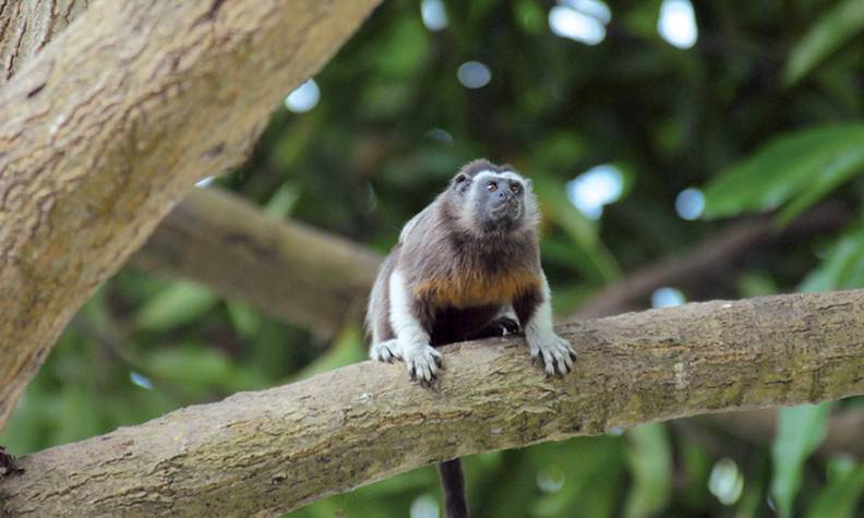 Tamarin à mains blanches sur une branche - Surveiller et protéger le tamarin à mains blanches  - Programme Colombie - Association Beauval Nature