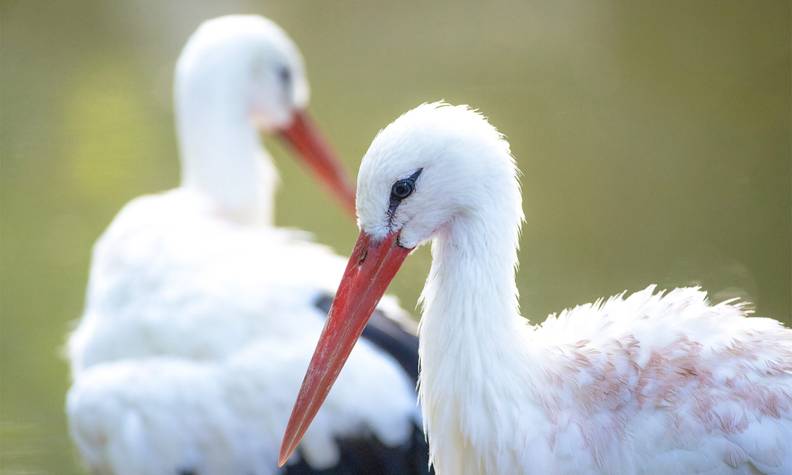 Groupe de cigognes - Préparer du plasma riche en plaquettes pour les cigognes blanches - Programme France - Association Beauval Nature