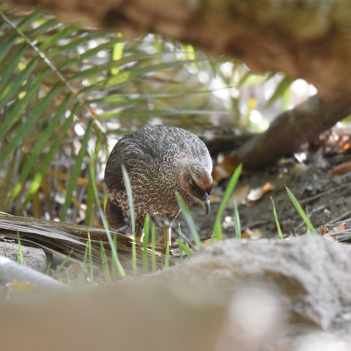 Francolin - Les derniers francolins de Djibouti - Programme Djibouti - Association Beauval Nature