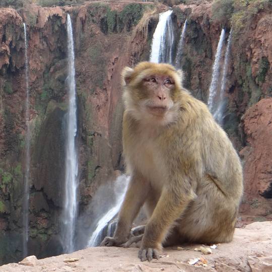 Magot près d'une cascade - Sauver les macaques de Barbarie - Programme Maroc - Association Beauval Nature