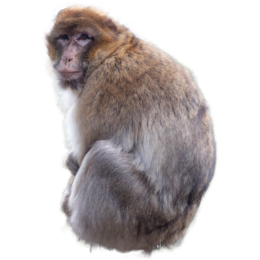 Sauver les macaques de Barbarie - Programme Maroc - Association Beauval Nature